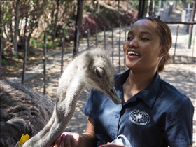 Cango Ostrich Farm